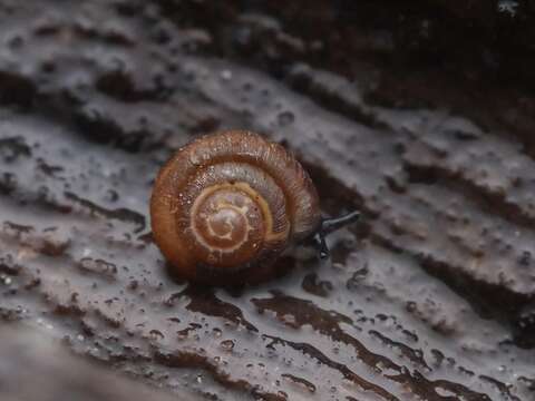 Image of dwarf snail