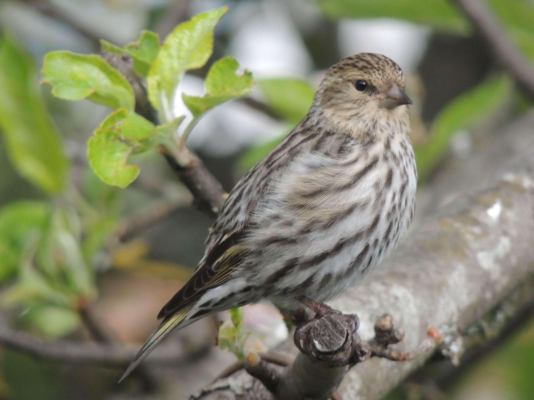 Image of Pine Siskin