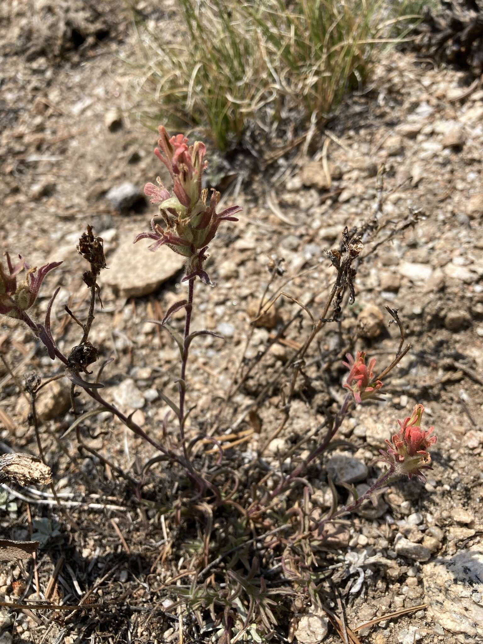 Image of Salmon Creek Indian paintbrush