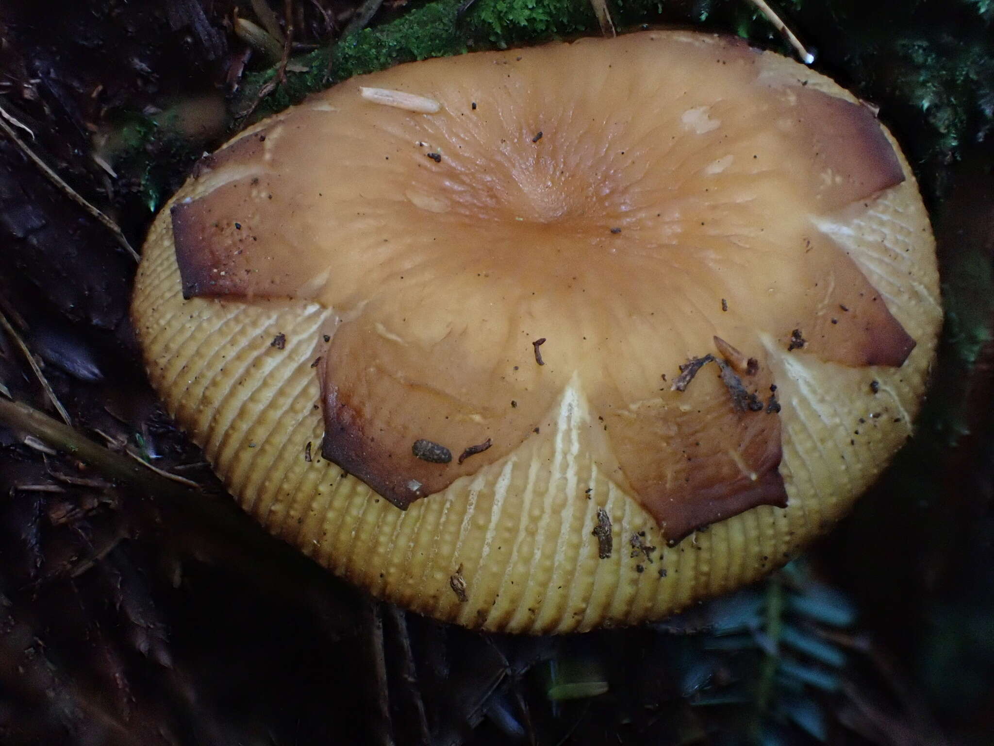 Image of Russula senecis S. Imai 1938