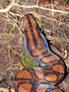 Image of Rainbow Boa