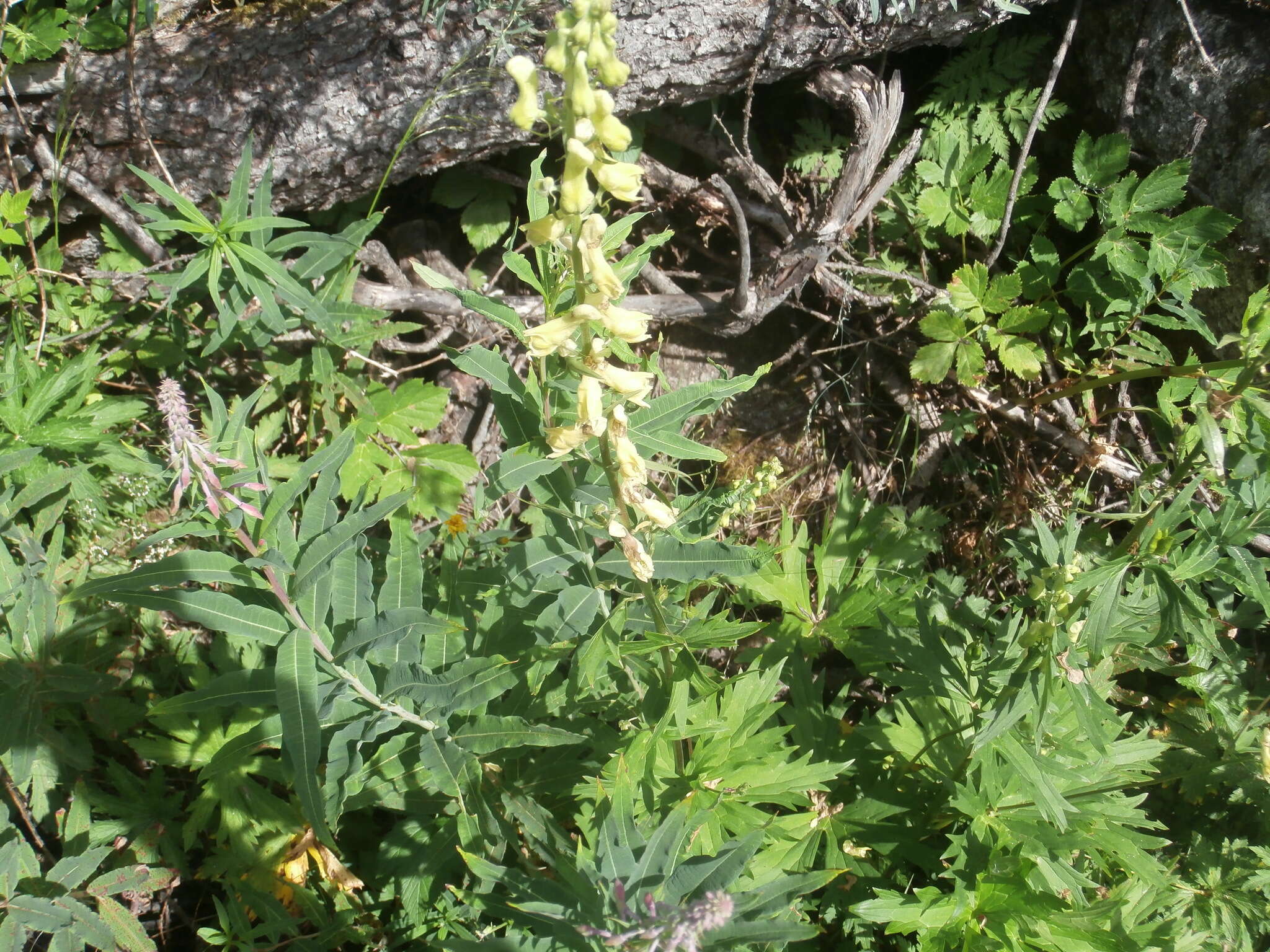 Imagem de Aconitum lycoctonum L.