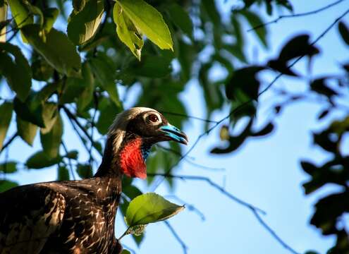 Image of Black Fronted Curassow