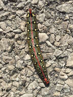 Image of Spurge Hawk Moth