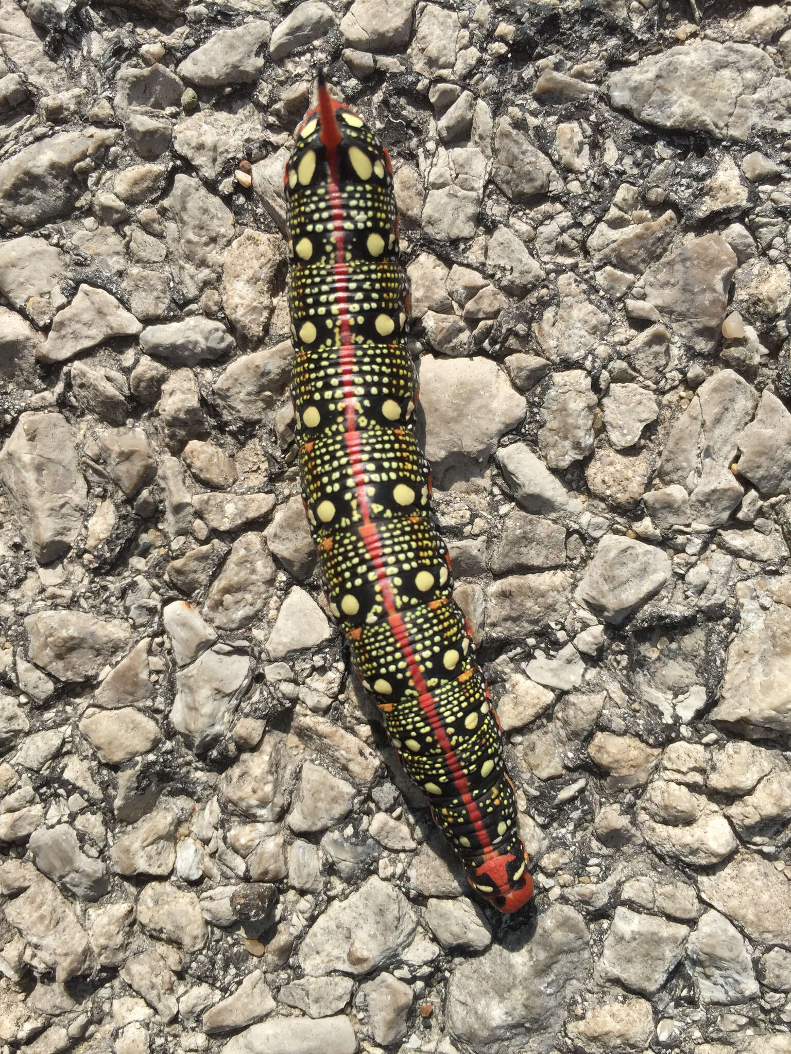 Image of Spurge Hawk Moth