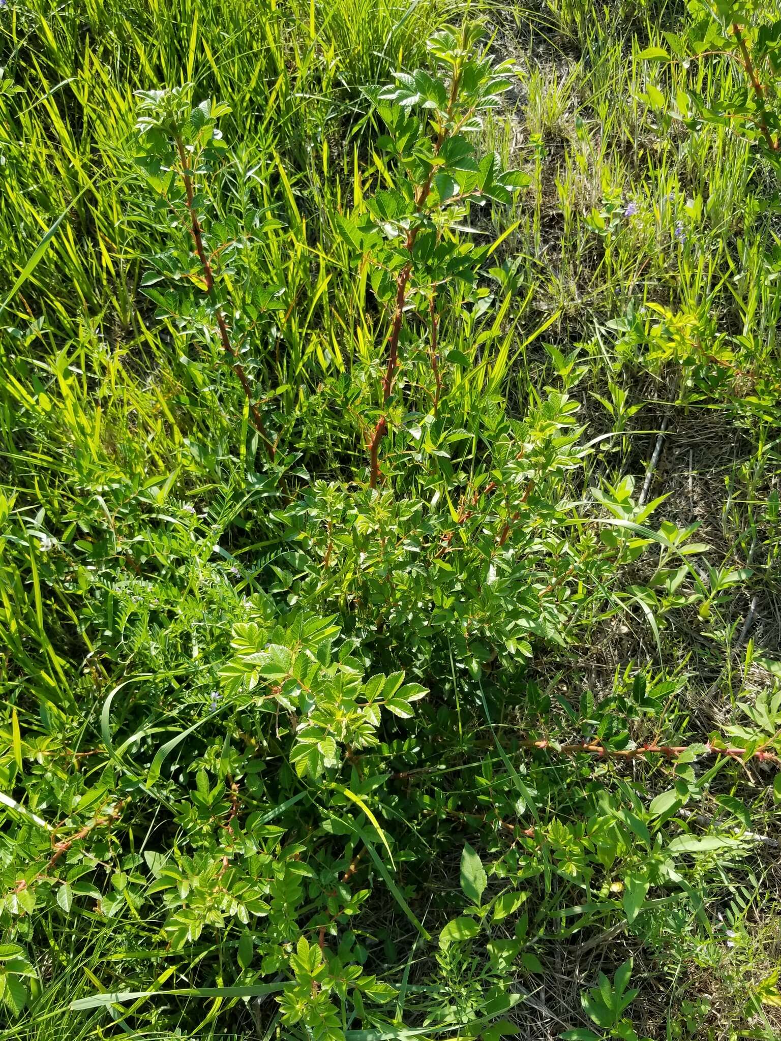 Image of white prairie rose