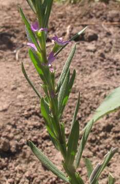 Plancia ëd Lythrum hyssopifolia L.