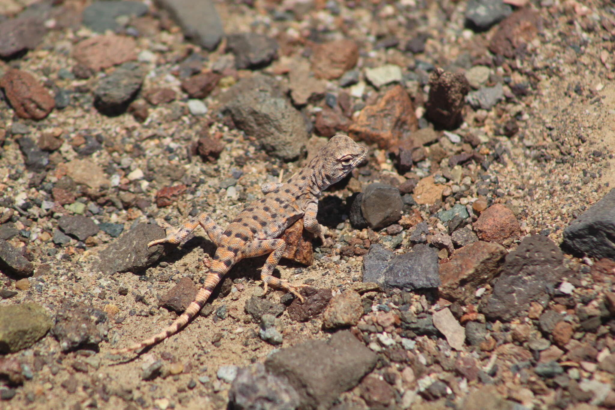 Image of Liolaemus audituvelatus (Núñez & Yáñez 1983)