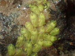 Image of Ascidian