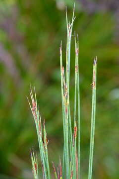 Sivun Epischoenus quadrangularis (Boeckeler) C. B. Clarke kuva