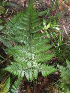 Image of Lastreopsis hispida (Sw.) Tindale