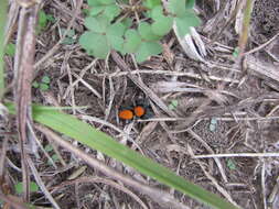 Image of Phidippus apacheanus Chamberlin & Gertsch 1929