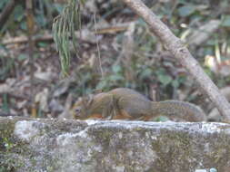 Image of Orange-bellied Himalayan Squirrel