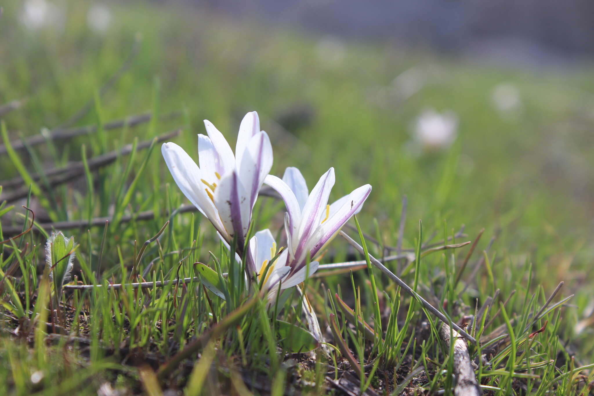 Image of Colchicum kesselringii Regel