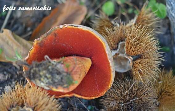 Image of ruddy bolete