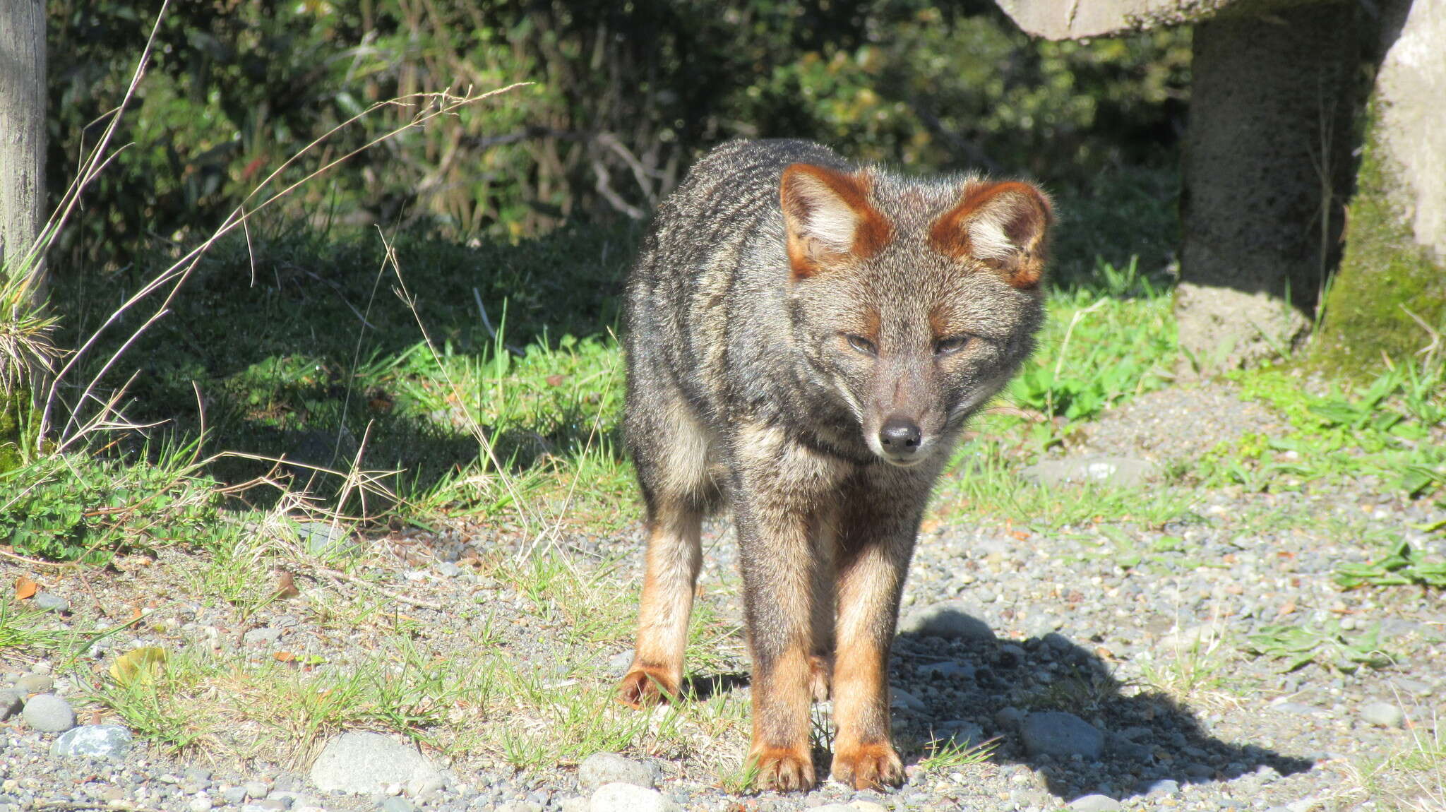 Image of Darwin's Fox