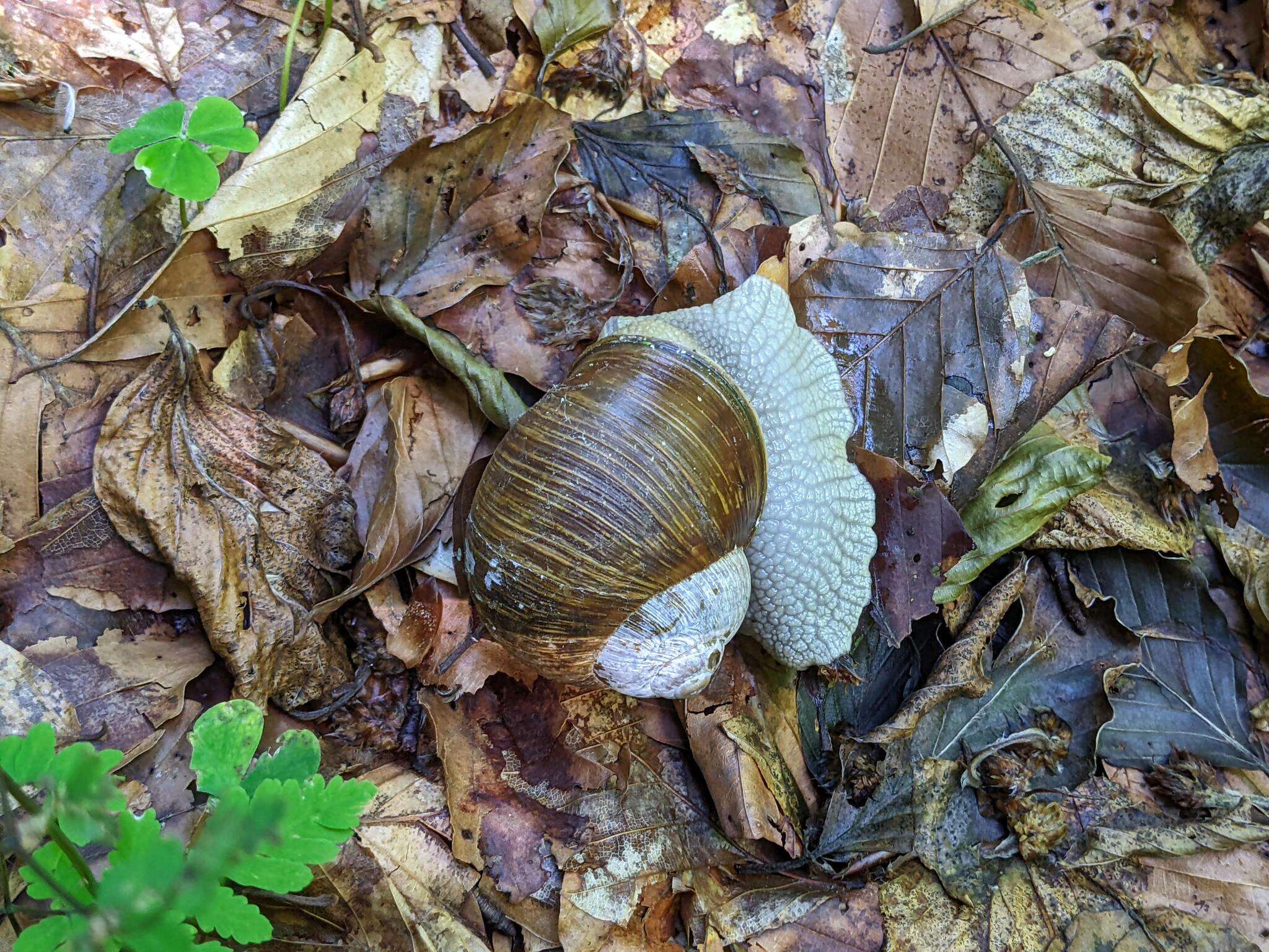 Image of Helix thessalica O. Boettger 1886