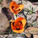 Image of Moraea villosa subsp. elandsmontana Goldblatt