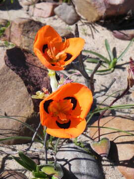 Image of Moraea villosa subsp. elandsmontana Goldblatt