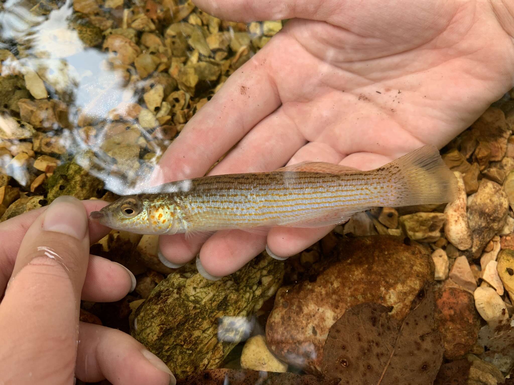 Image of Northern Studfish