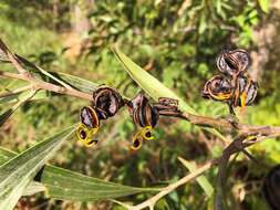 Imagem de Acacia cincinnata F. Muell.