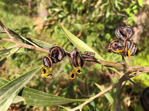 Plancia ëd Acacia cincinnata F. Muell.