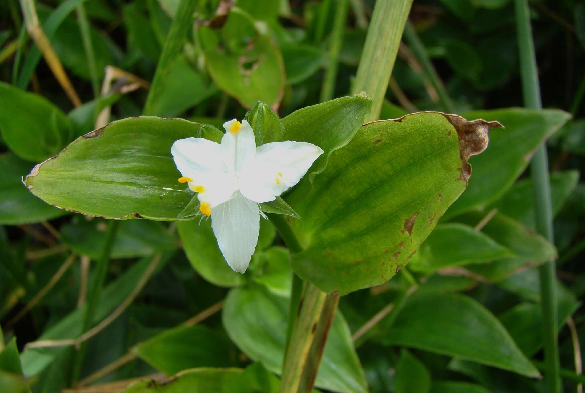 Image of small-leaf spiderwort