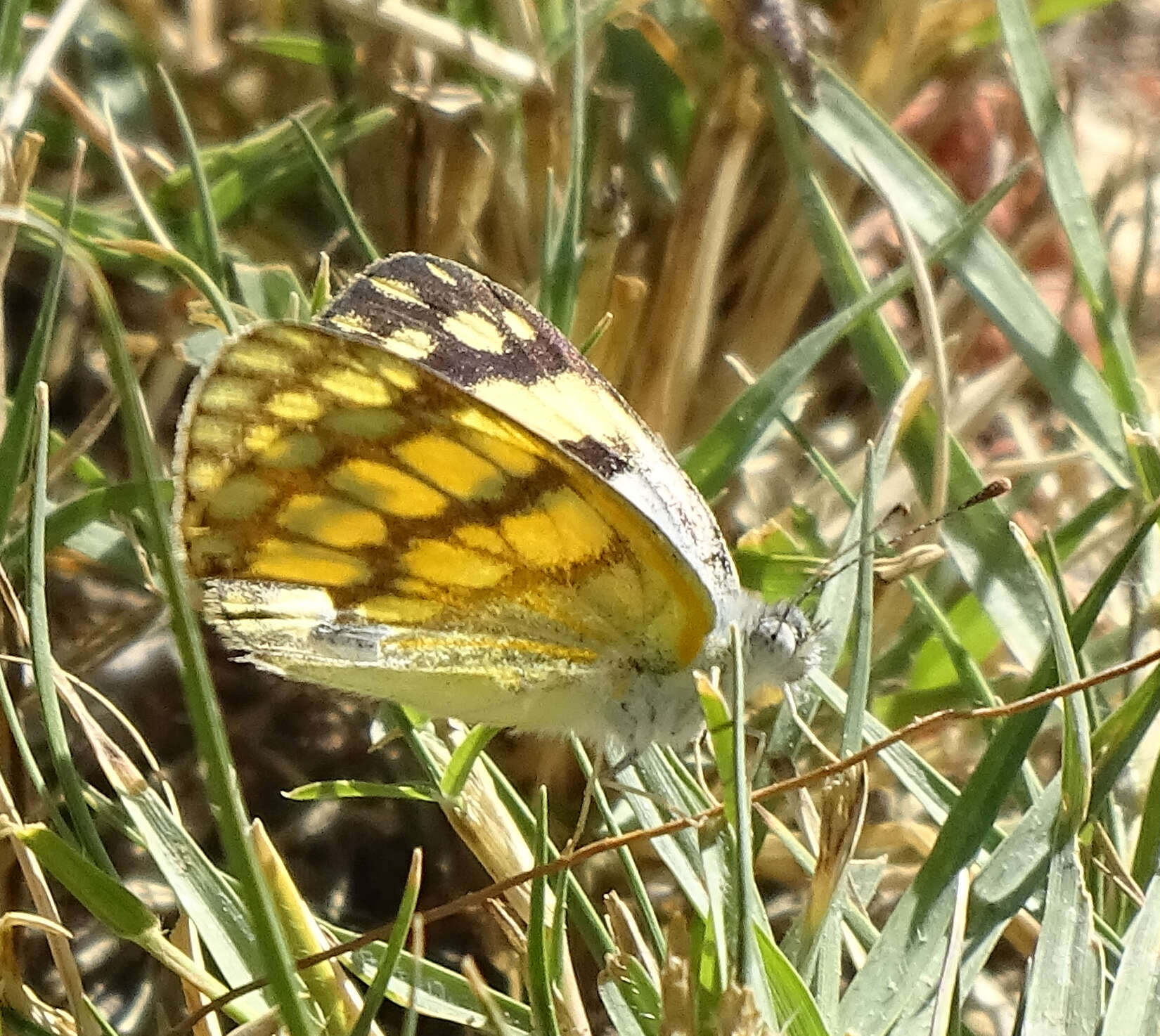 Image of Colotis vesta (Reiche (1850))