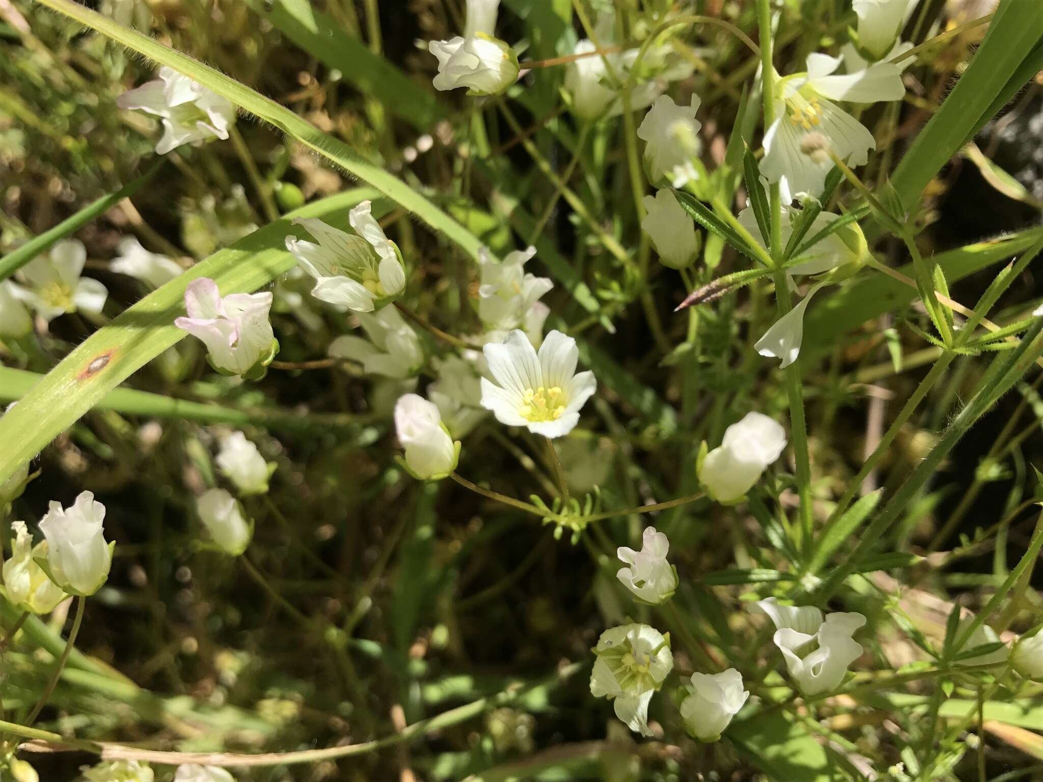 Imagem de Limnanthes alba subsp. gracilis (Howell) Morin