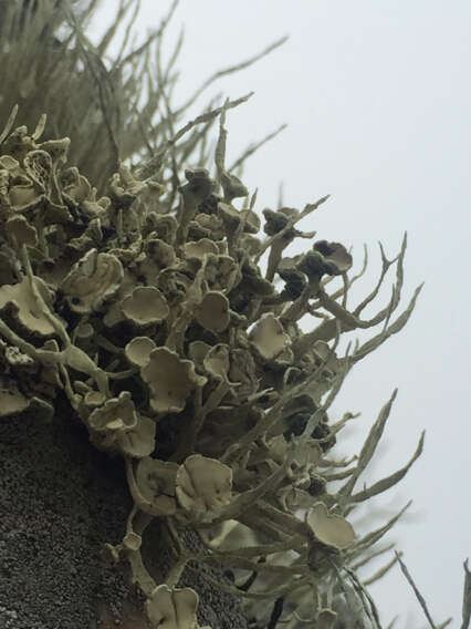 Image of Armored fog lichen