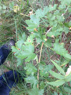 Image of Ribes inerme var. inerme