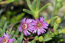 صورة Ruschia langebaanensis L. Bol.