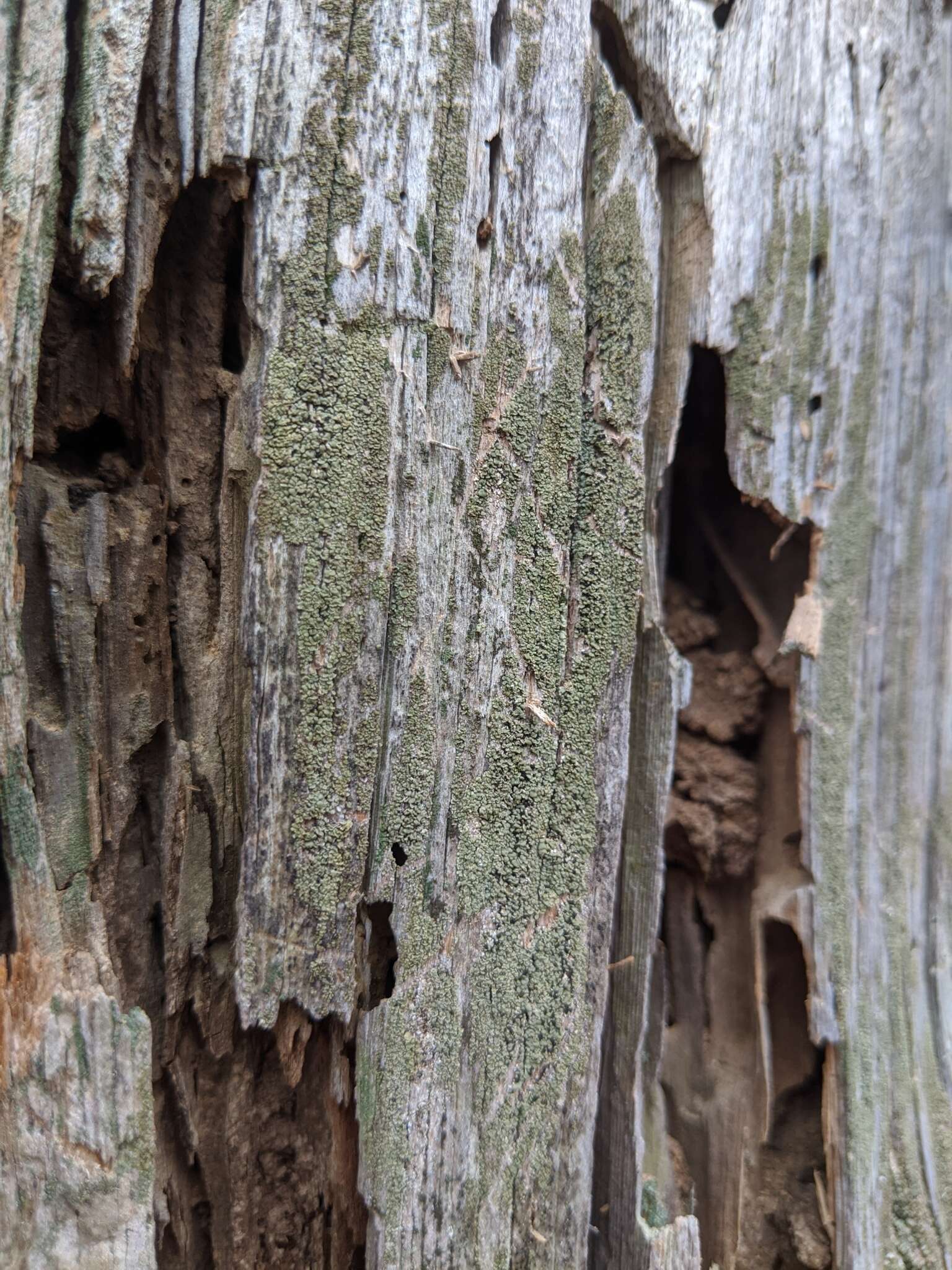 Image de Xylopsora friesii (Ach.) Bendiksby & Timdal