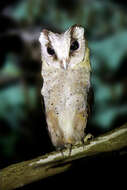 Image of Sri Lanka Bay Owl