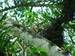 Image of Golden-olive Woodpecker