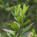 Image of Baccharis prunifolia Kunth
