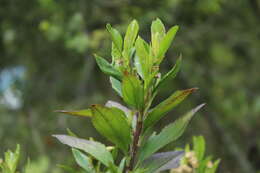 Imagem de Baccharis prunifolia Kunth