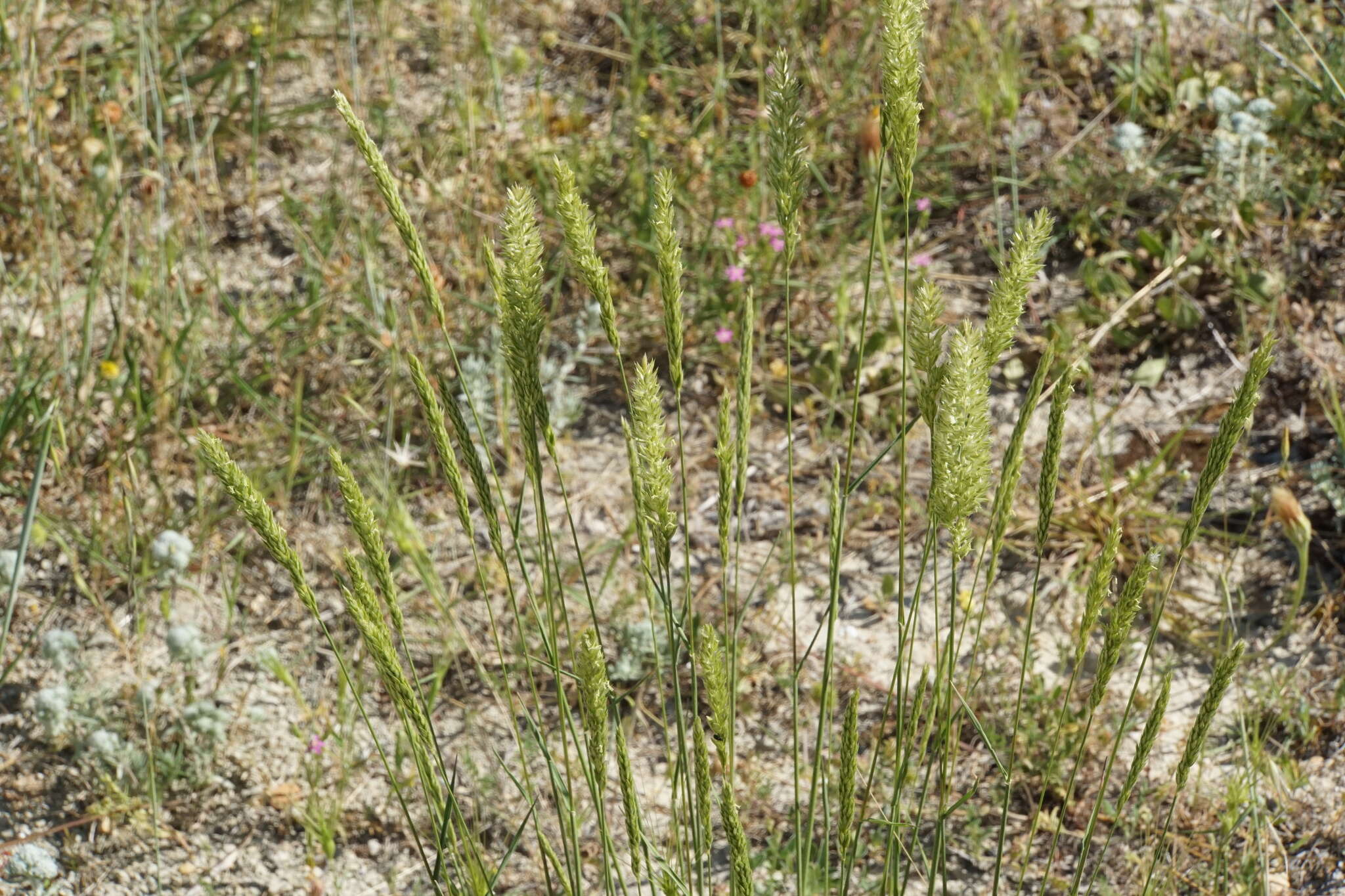 Image of Koeleria splendens C. Presl