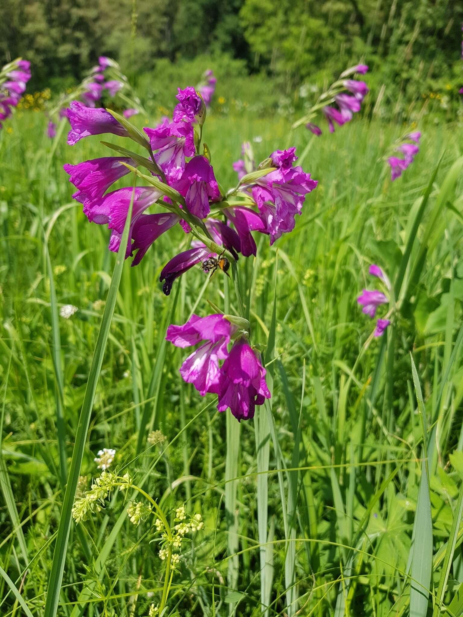 Слика од Gladiolus imbricatus L.