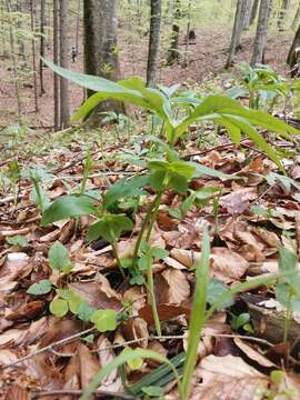 Image of Helleborus dumetorum subsp. dumetorum