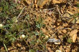 Слика од Leucanthemum pallens (J. Gay ex Perreym.) DC.