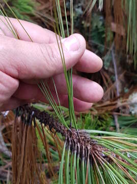 Image of Jelecote Pine