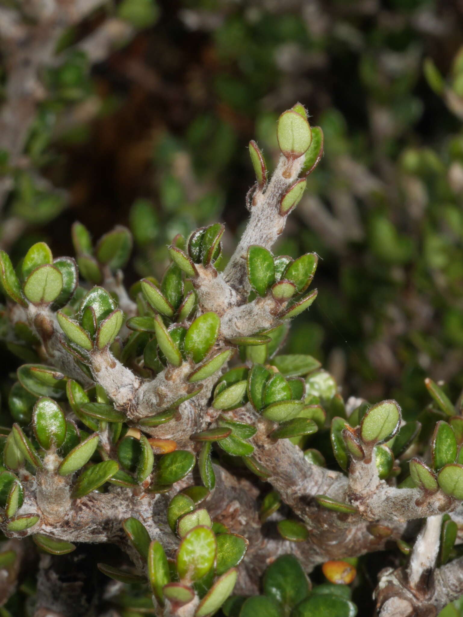 Слика од Pittosporum rigidum Hook. fil.