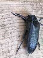 Image of Cedar Beetle