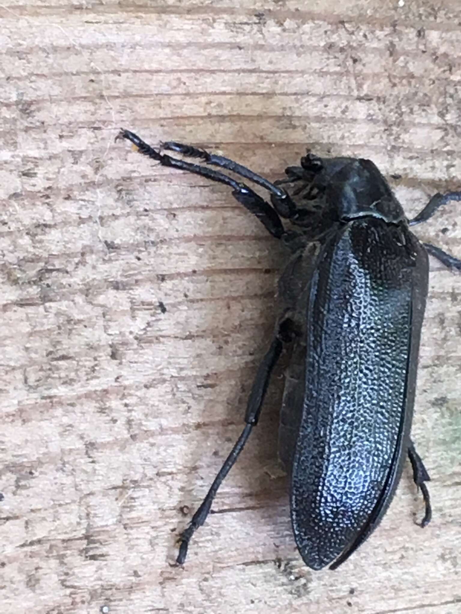 Image of Cedar Beetle