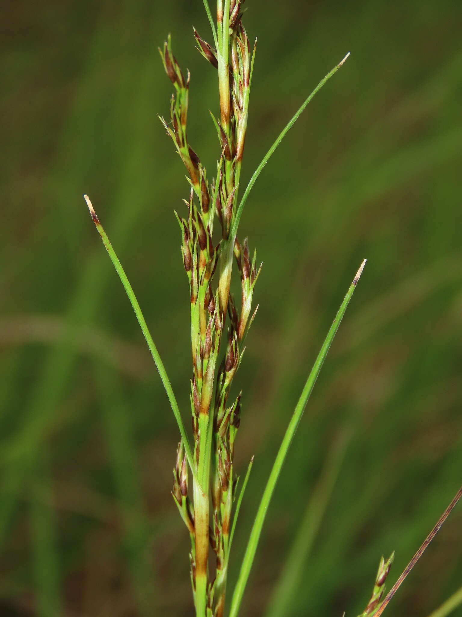 Image of Schoenus falcatus R. Br.