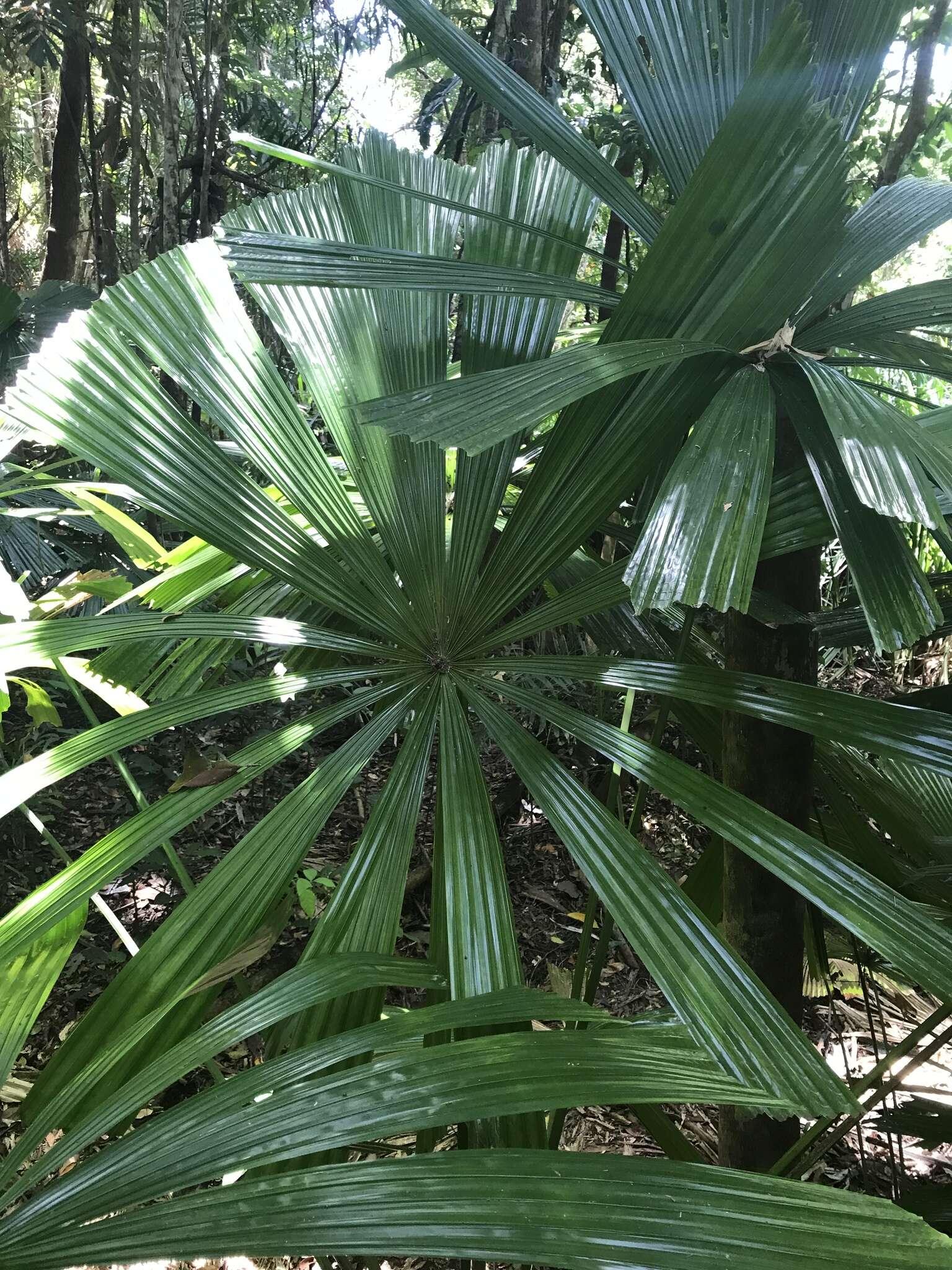 Image of Licuala fan palm