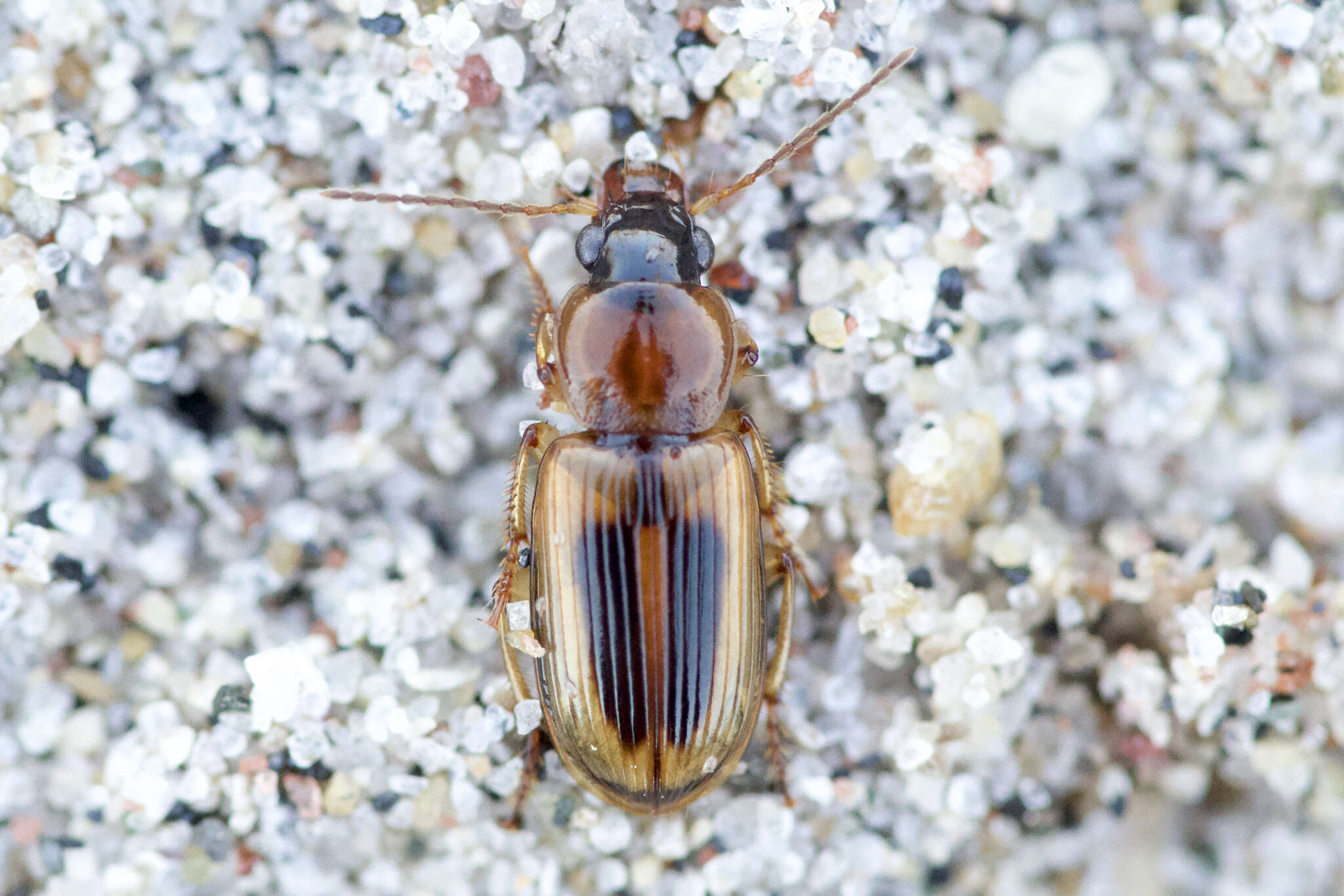 Image of LeConte's Seedcorn Beetle