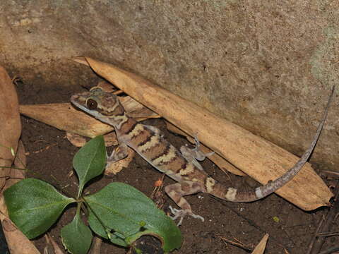 Слика од Cyrtodactylus tigroides Bauer, Sumontha & Pauwels 2003