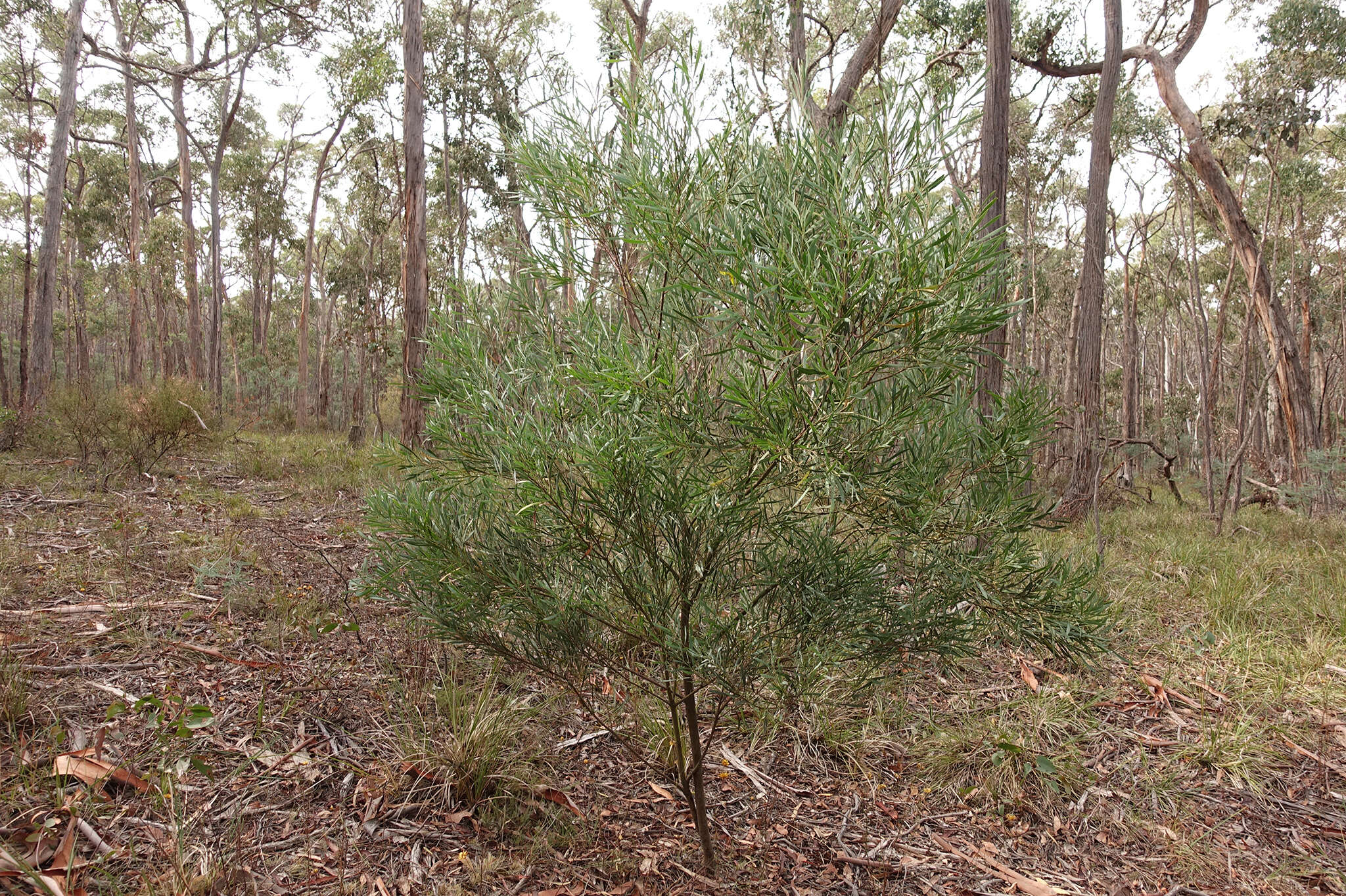 Acacia provincialis A. Camus的圖片